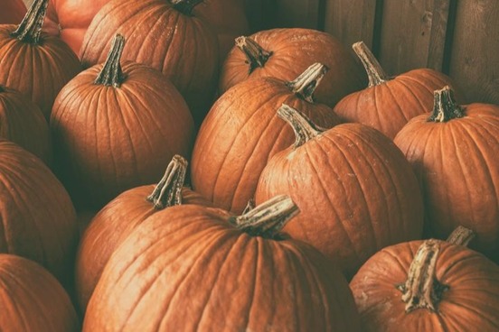 harvest words pumpkin