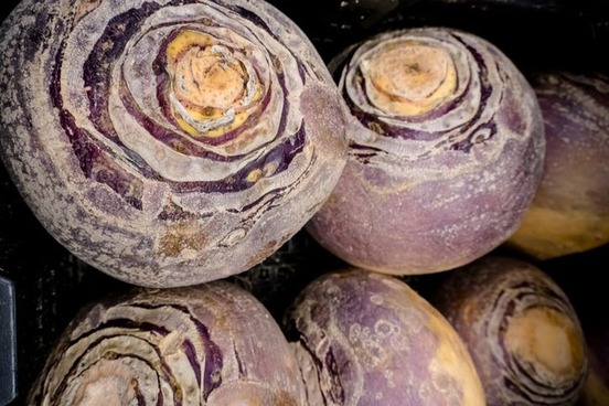 harvest words rutabaga