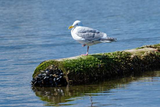 herring gull on crustacean infested log