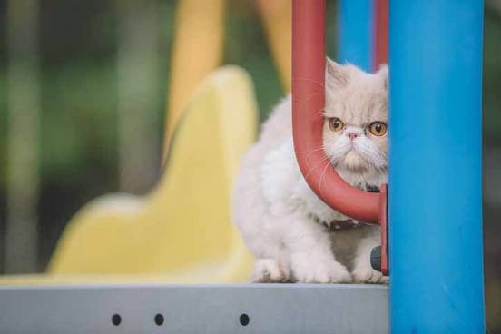 hiding-cat