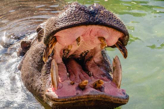 hippo with open mouth