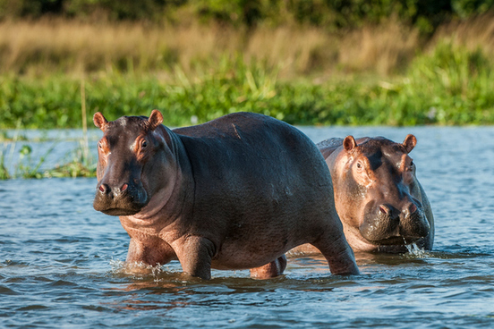 hippopotamus