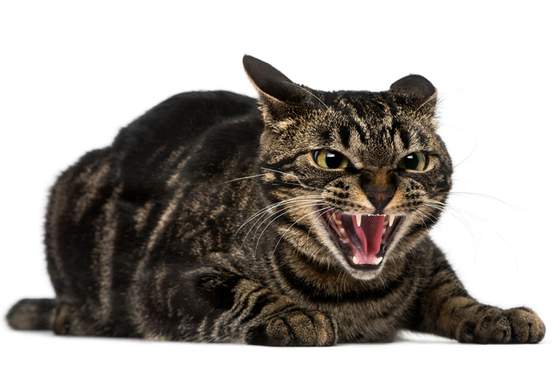 hissing cat