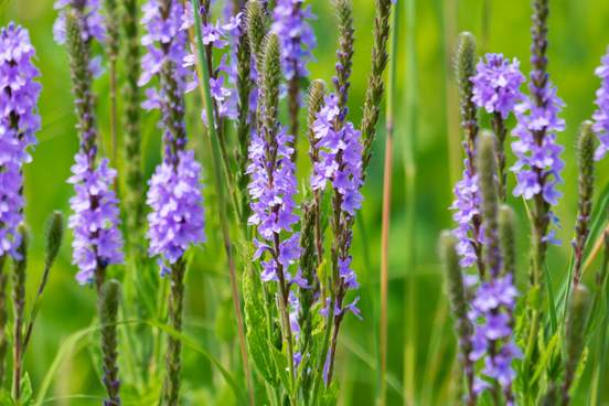 hoary vervain flowers