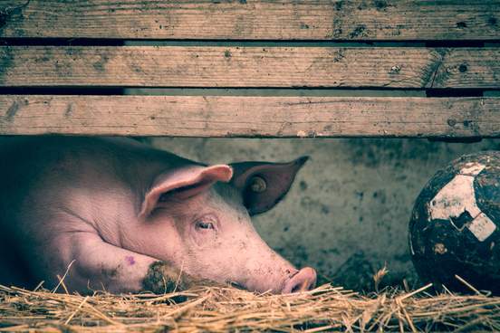 hog in a pen with a soccer ball