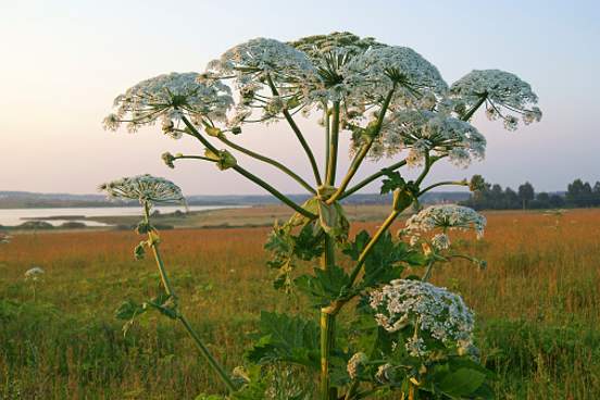 hogweed