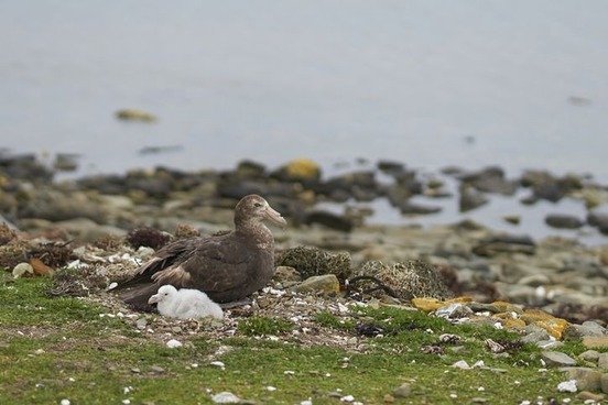 homophones with multiple syllables petrel petrol