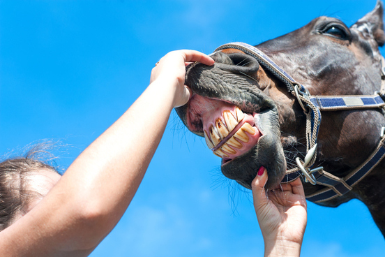 horse teeth