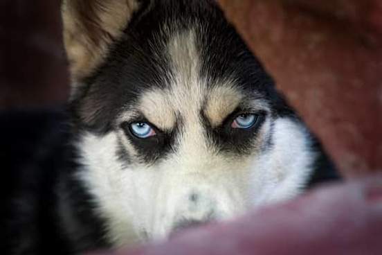husky with intense look