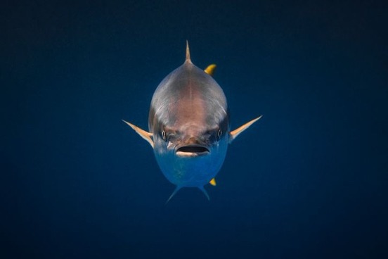 image1114595820