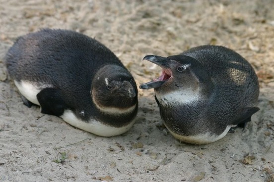 image932654814