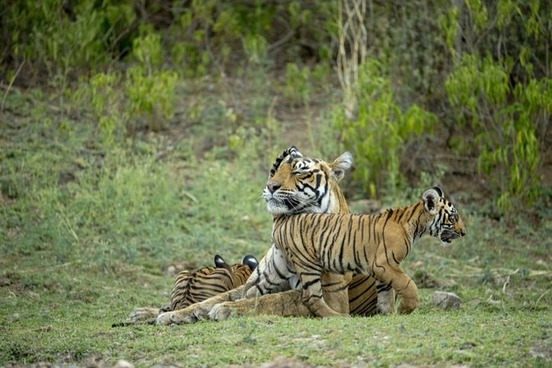 image997621360