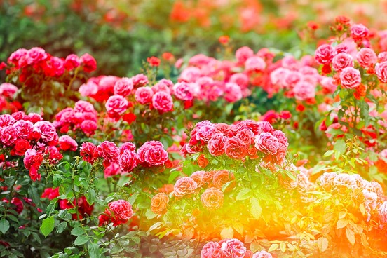 instgram roses