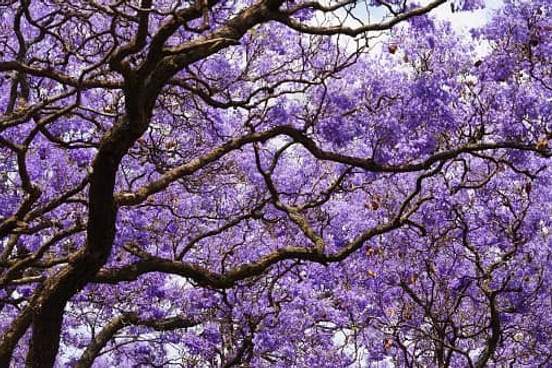 jacaranda trees in bloom