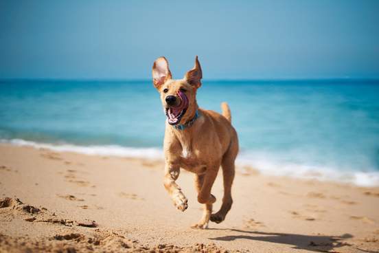 jaunty dog running down beach