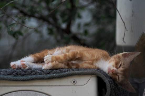 kitten falling asleep