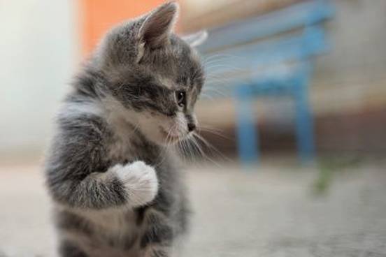 kitten-with-paw-up