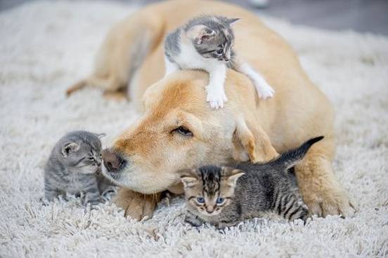 kittens-crawling-over-dog
