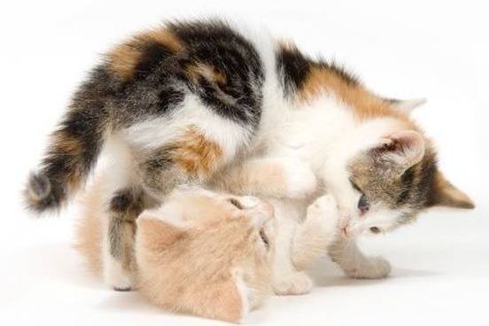 kittens-wrestling