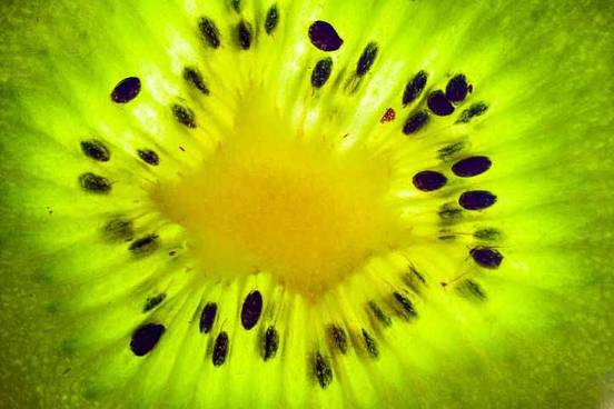 kiwi fruit seeds photo
