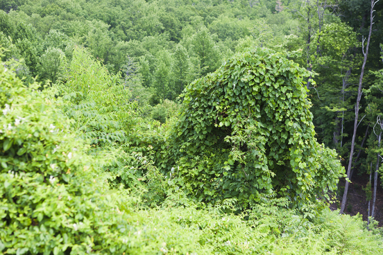 kudzu