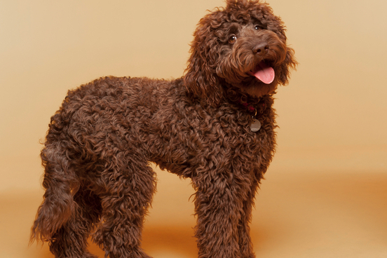 labradoodle