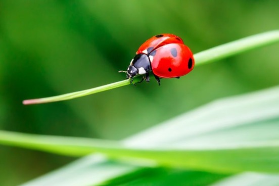 ladybug misnomer photo