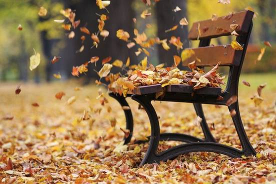 leaves-blowing-in-wind