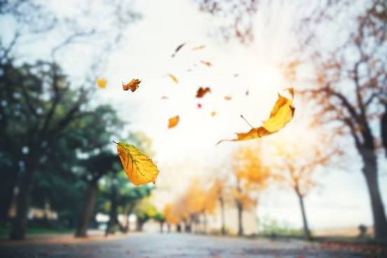 leaves-blowing-on-wind