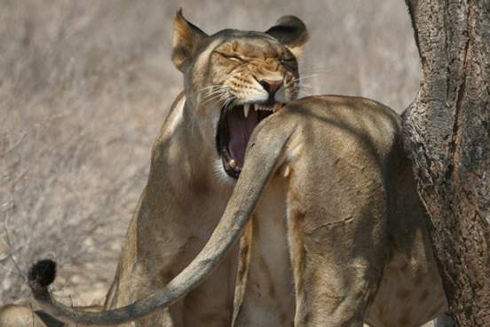 lion biting another lion on the bottom