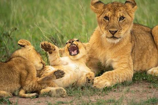 lion-cubs-wrestling-next-to-mother