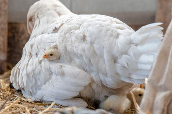 little chickens in the aviary lie under their mother
