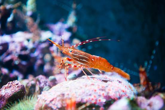 live spot prawn sitting on a coral reef