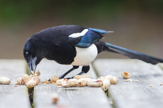 magpie