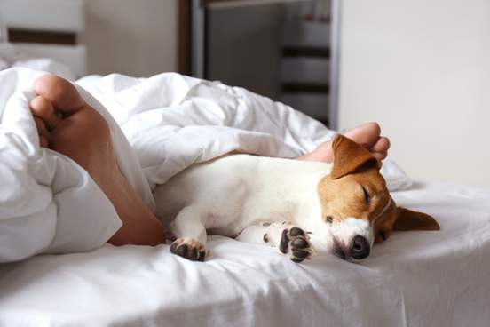 man and a dog asleep in bed during daytime