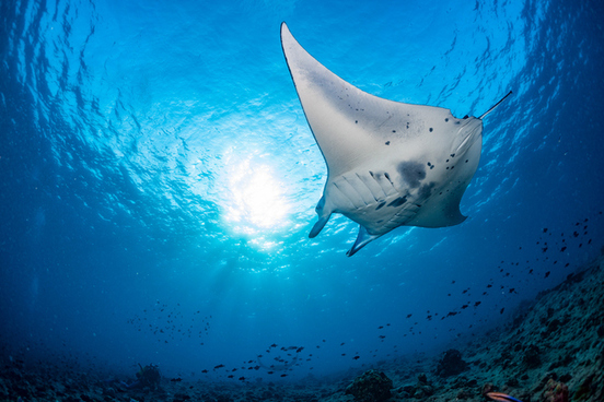 manta