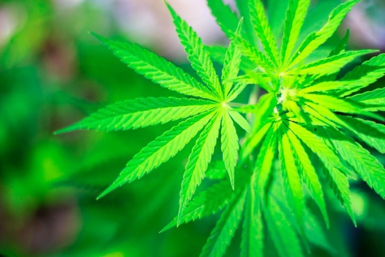 marijuana