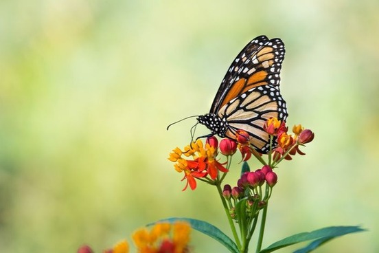 misnomer monarch butterfly photo