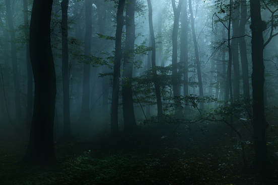misty dark forest