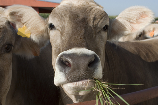 moo
