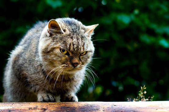 morose cat sitting outside