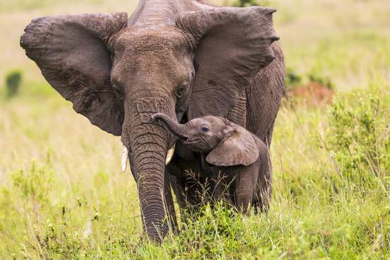 mother and baby elephant