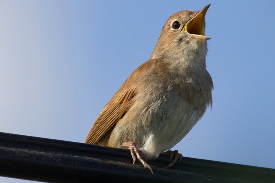 nightingale