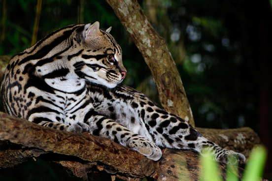 ocelot