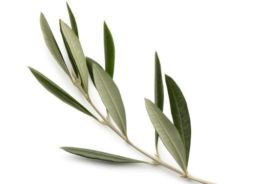 olive branch against white background
