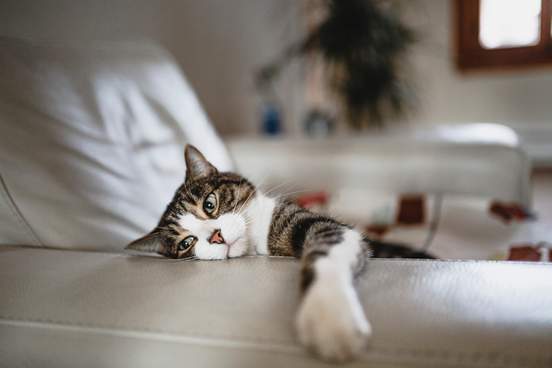 one animal tabby cat domestic cat tired