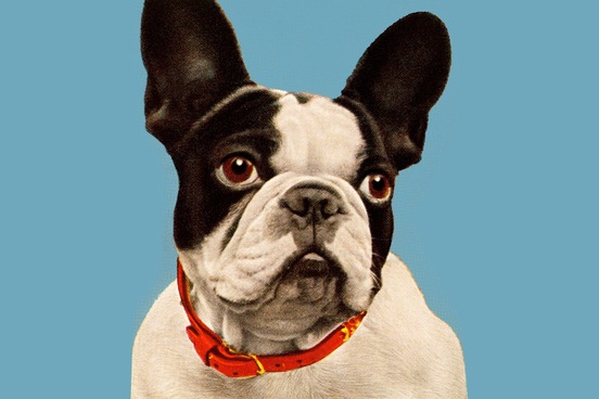 opposites underwhelmed boston terrier