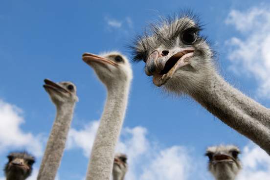 ostriches looking at the camera