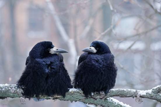 pair of ravens sitting on a branch