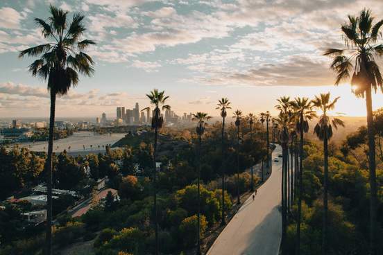 palm trees along city street